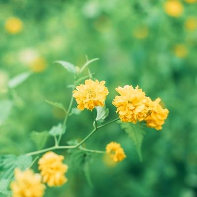 剑盾宝可梦手机版(暂未上线)v9.0.15 安卓版